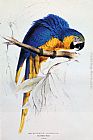 Yellow Red Blue Paintings - Blue And Yellow Macaw by Edward Lear